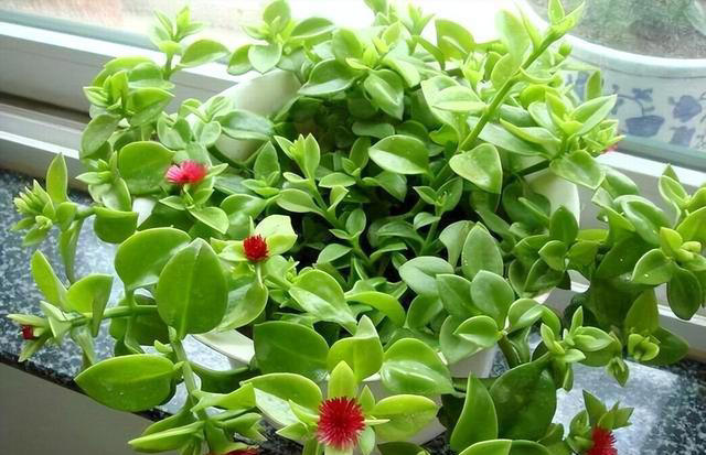 秀色可餐的室内花卉，牡丹是它，吊兰亦是它