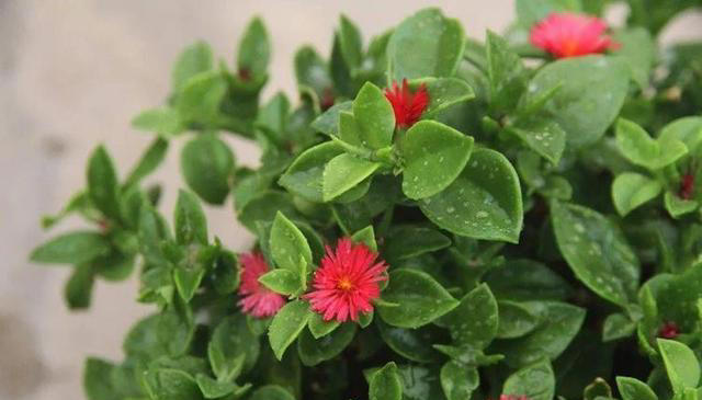 秀色可餐的室内花卉，牡丹是它，吊兰亦是它