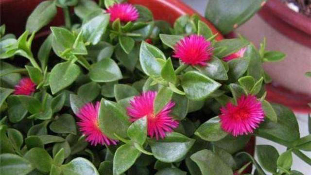 秀色可餐的室内花卉，牡丹是它，吊兰亦是它