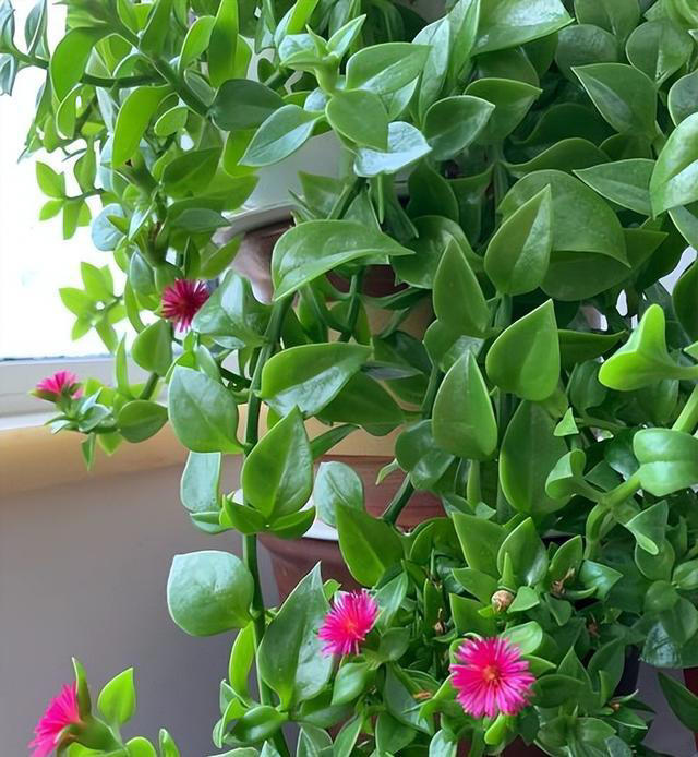 秀色可餐的室内花卉，牡丹是它，吊兰亦是它