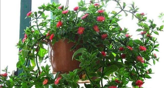 秀色可餐的室内花卉，牡丹是它，吊兰亦是它