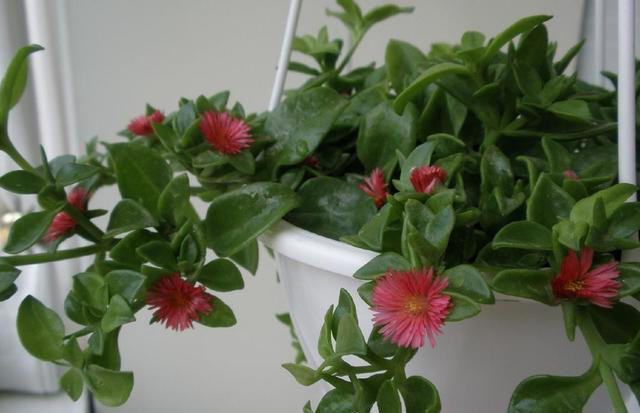 秀色可餐的室内花卉，牡丹是它，吊兰亦是它