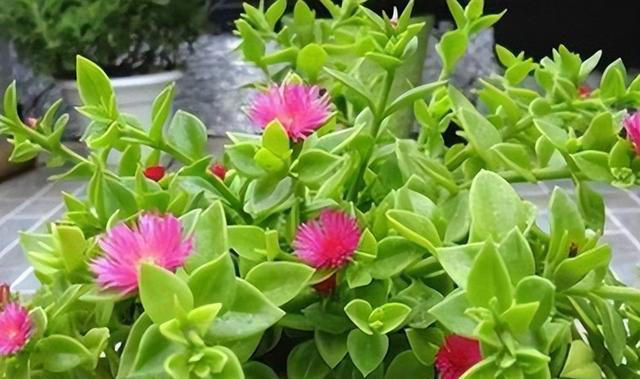 秀色可餐的室内花卉，牡丹是它，吊兰亦是它