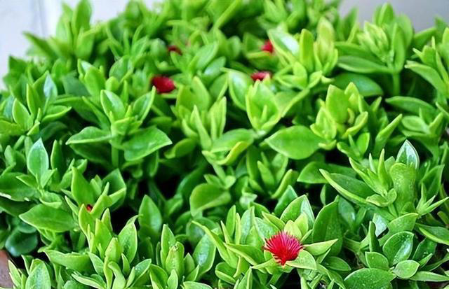 秀色可餐的室内花卉，牡丹是它，吊兰亦是它