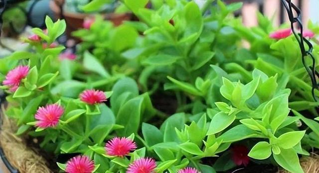 秀色可餐的室内花卉，牡丹是它，吊兰亦是它