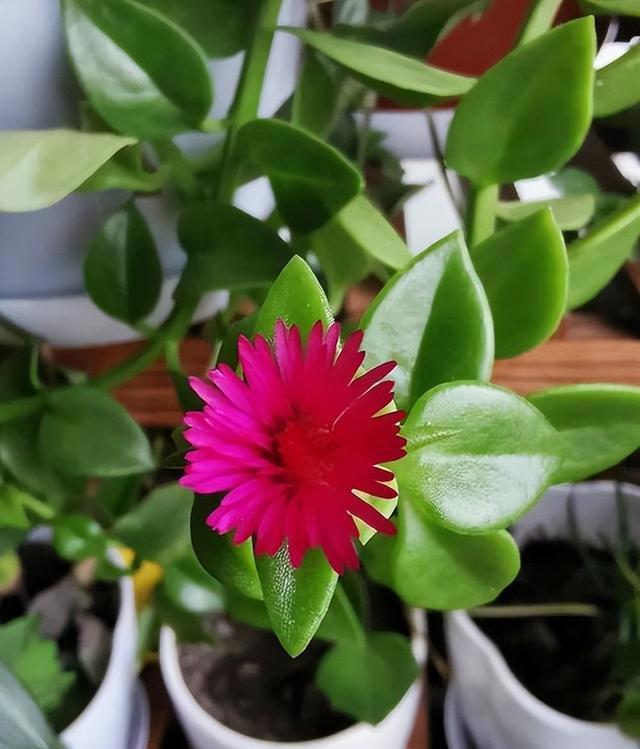 秀色可餐的室内花卉，牡丹是它，吊兰亦是它