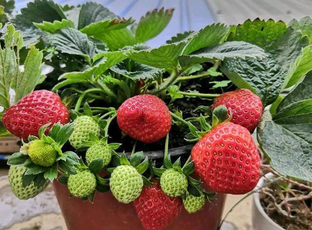 室内种“种草莓”，方法很简单，只要经常“剪一剪”，结果多又甜