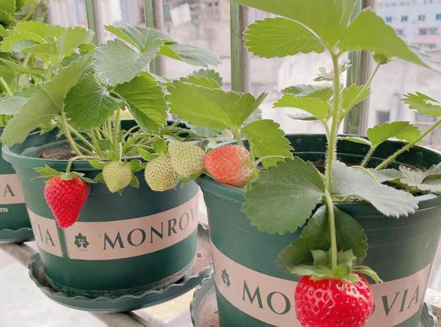 室内种“种草莓”，方法很简单，只要经常“剪一剪”，结果多又甜