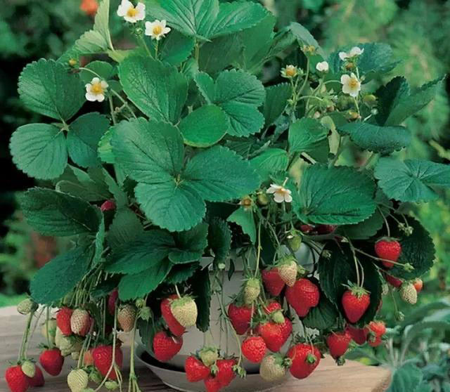 室内种“种草莓”，方法很简单，只要经常“剪一剪”，结果多又甜