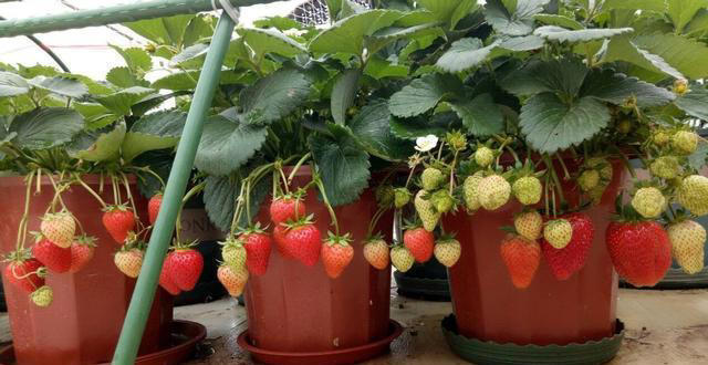 室内种“种草莓”，方法很简单，只要经常“剪一剪”，结果多又甜