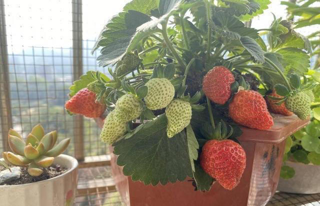 室内种“种草莓”，方法很简单，只要经常“剪一剪”，结果多又甜