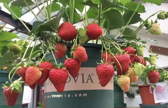 室内种“种草莓”，方法很简单，只要经常“剪一剪”，结果多又甜