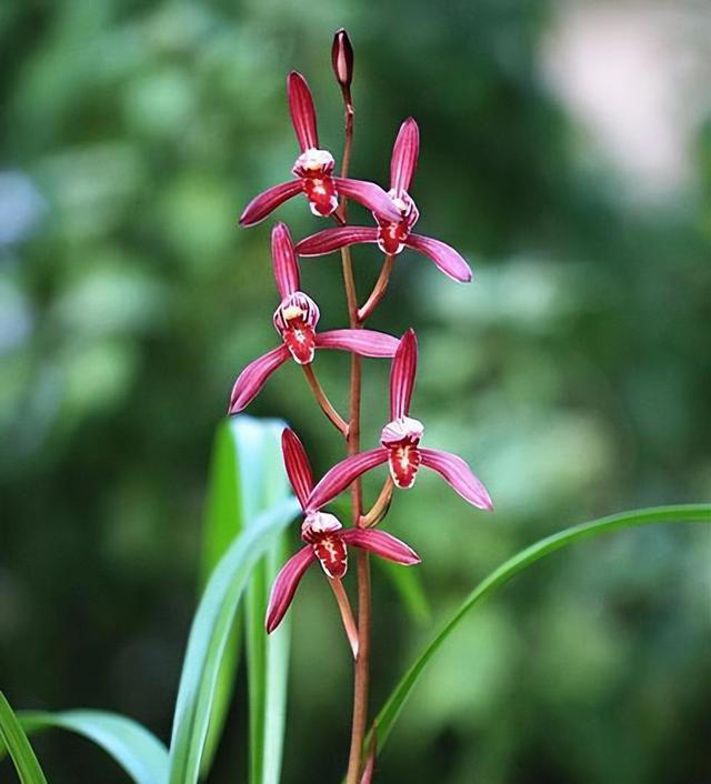 零差评的兰花——墨宝，造型特殊，色香韵俱全，一年能开4、5次