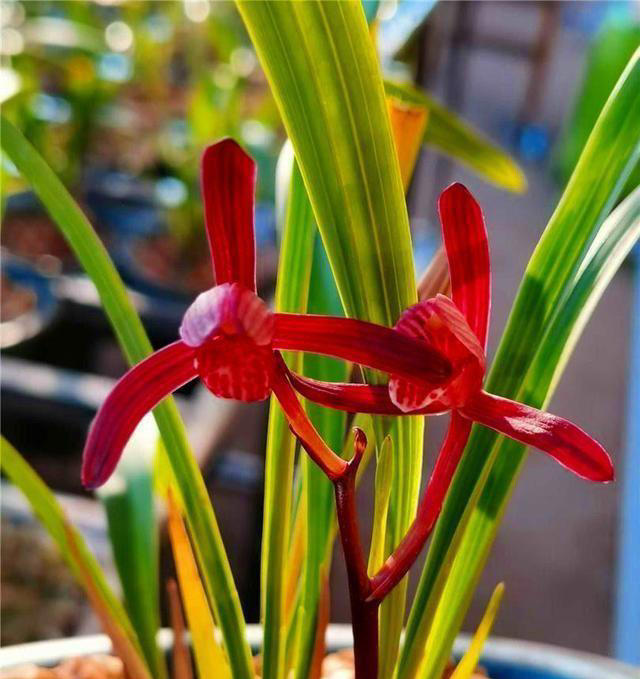 零差评的兰花——墨宝，造型特殊，色香韵俱全，一年能开4、5次
