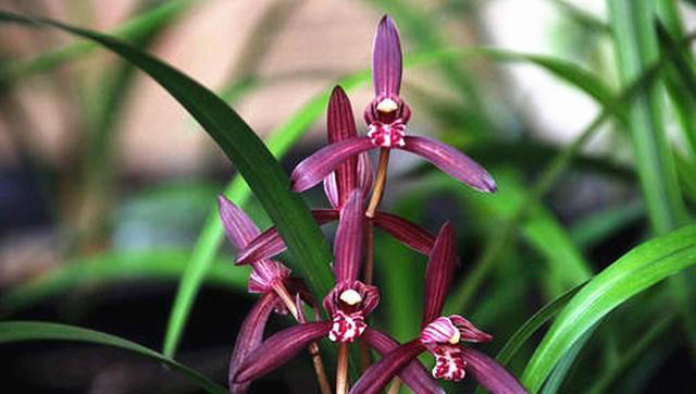 零差评的兰花——墨宝，造型特殊，色香韵俱全，一年能开4、5次