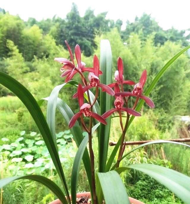 零差评的兰花——墨宝，造型特殊，色香韵俱全，一年能开4、5次