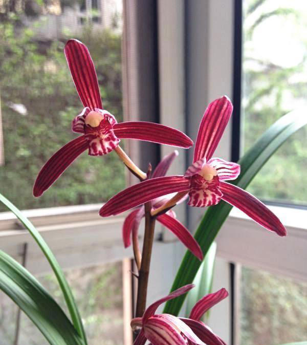 零差评的兰花——墨宝，造型特殊，色香韵俱全，一年能开4、5次