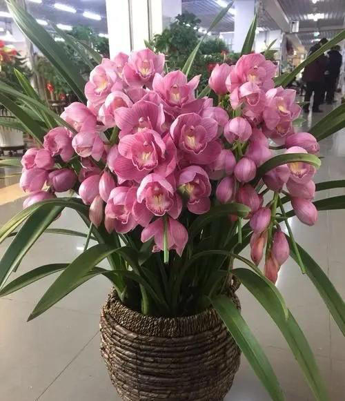 适合新手的3种兰花，每一种都皮实好养，你家养过几种？