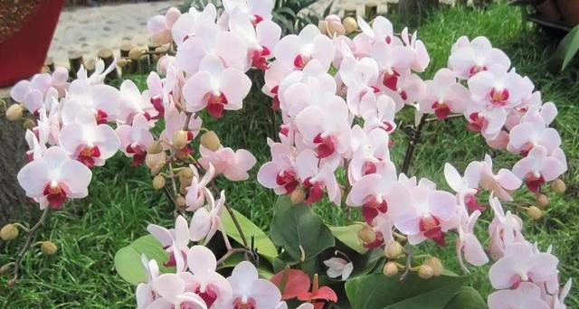 适合新手的3种兰花，每一种都皮实好养，你家养过几种？