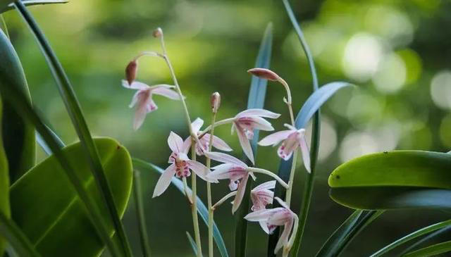 适合新手的3种兰花,每一种都皮实好养,你家养过几种?