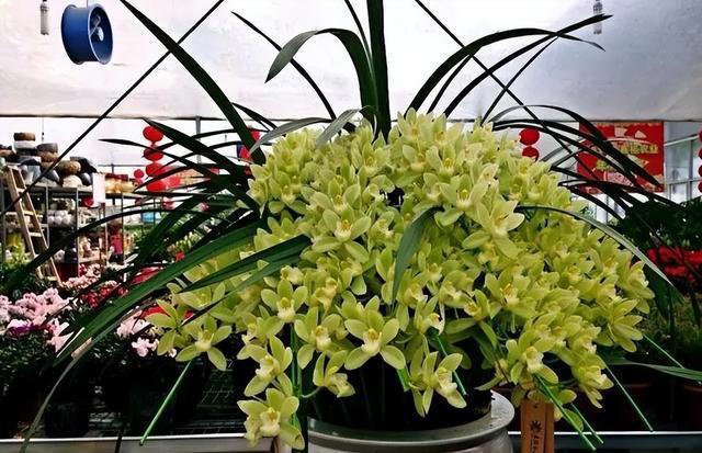 适合新手的3种兰花，每一种都皮实好养，你家养过几种？