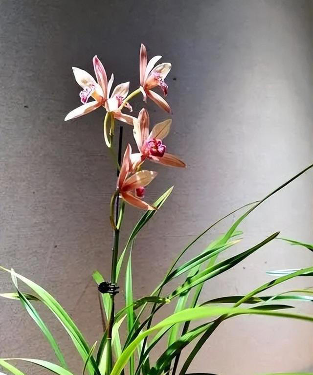 适合新手的3种兰花，每一种都皮实好养，你家养过几种？