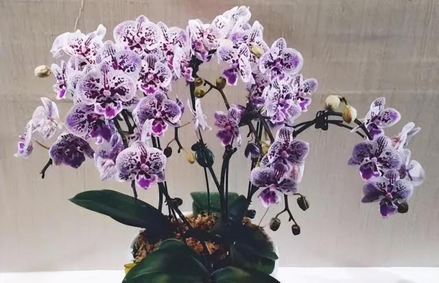 适合新手的3种兰花，每一种都皮实好养，你家养过几种？