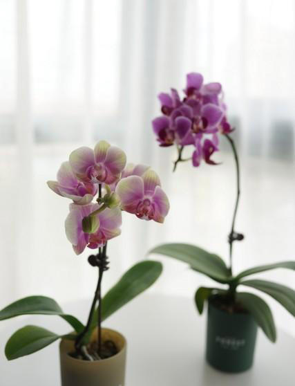 想要养好蝴蝶兰？这些技巧你不能错过！