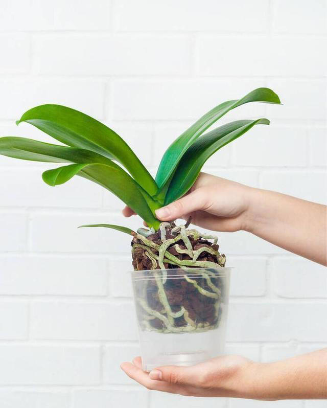 想要养好蝴蝶兰？这些技巧你不能错过！