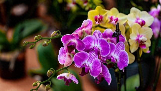 想要养好蝴蝶兰？这些技巧你不能错过！