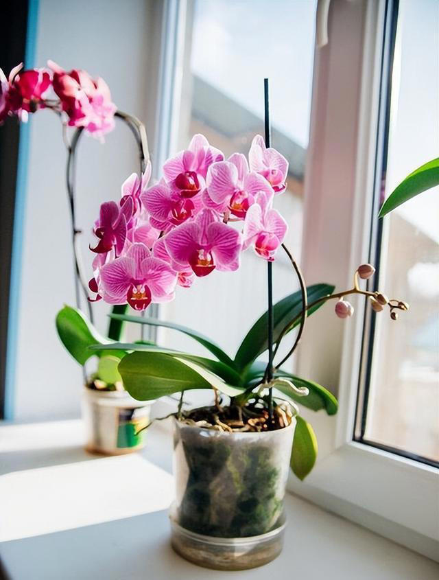 想要养好蝴蝶兰？这些技巧你不能错过！