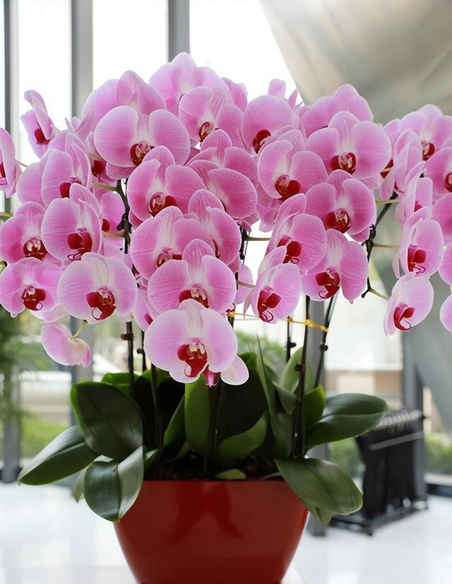 想要养好蝴蝶兰？这些技巧你不能错过！