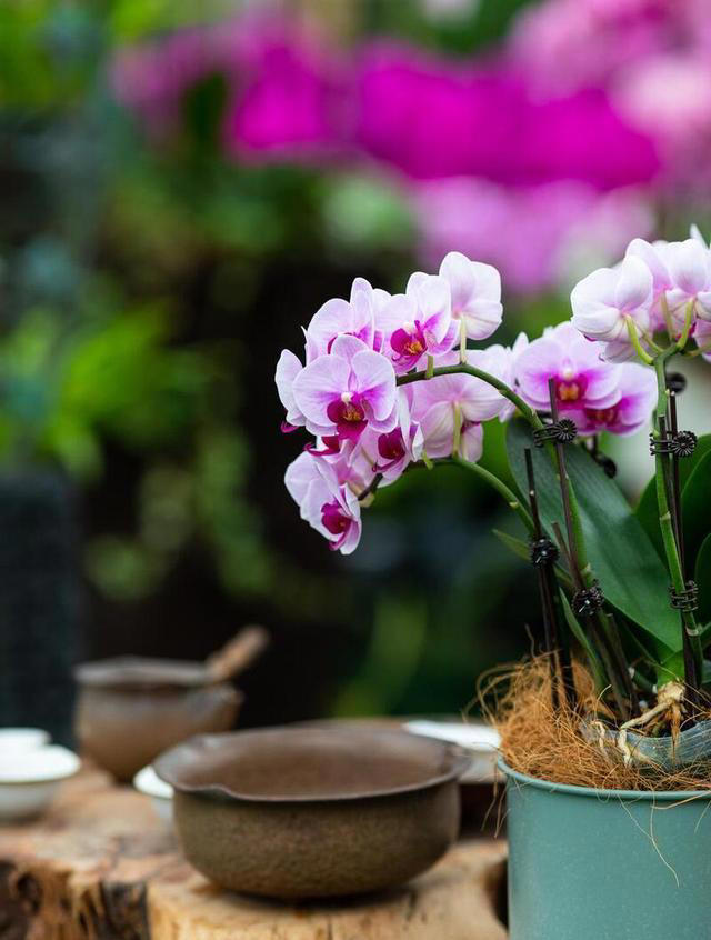 想要养好蝴蝶兰？这些技巧你不能错过！
