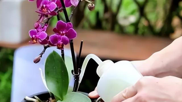 想要养好蝴蝶兰？这些技巧你不能错过！