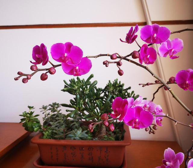 想要养好蝴蝶兰？这些技巧你不能错过！