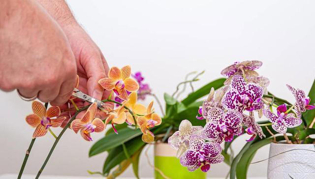 想要养好蝴蝶兰？这些技巧你不能错过！