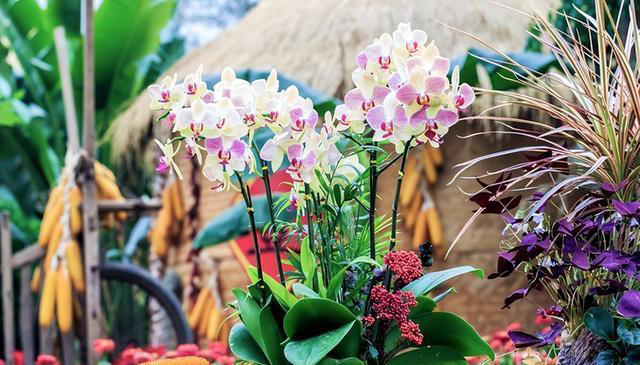 想要养好蝴蝶兰？这些技巧你不能错过！