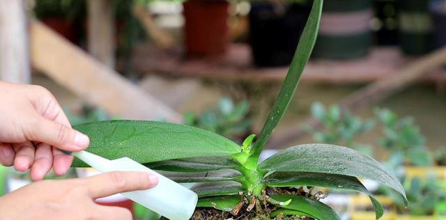 想要养好蝴蝶兰？这些技巧你不能错过！