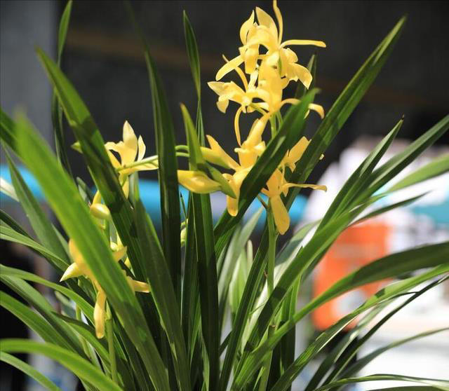 兰花空根的补救方法：如何让你的兰花恢复健康