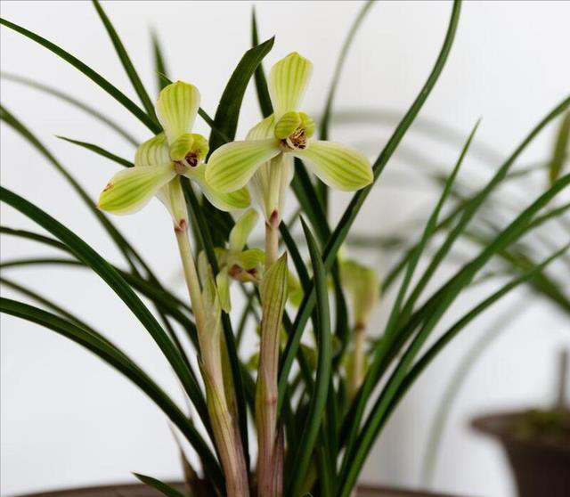 兰花空根的补救方法：如何让你的兰花恢复健康