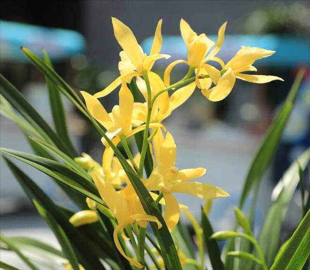 兰花空根的补救方法：如何让你的兰花恢复健康