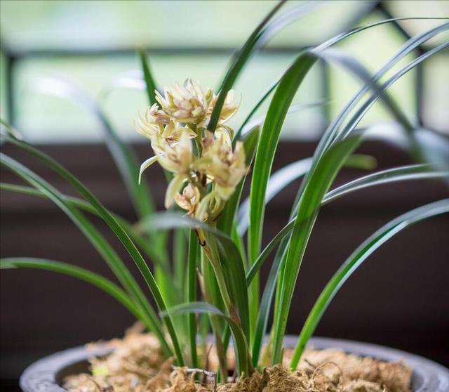 兰花空根的补救方法：如何让你的兰花恢复健康