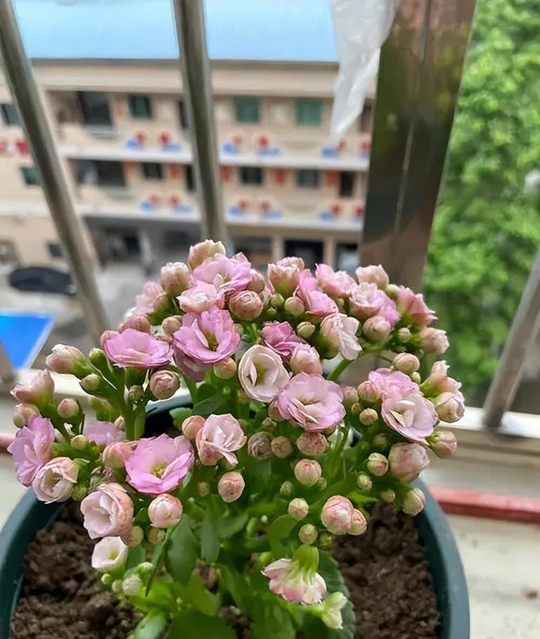 新手养花教你几个小技巧，学会了啥花都旺盛，新手来看看