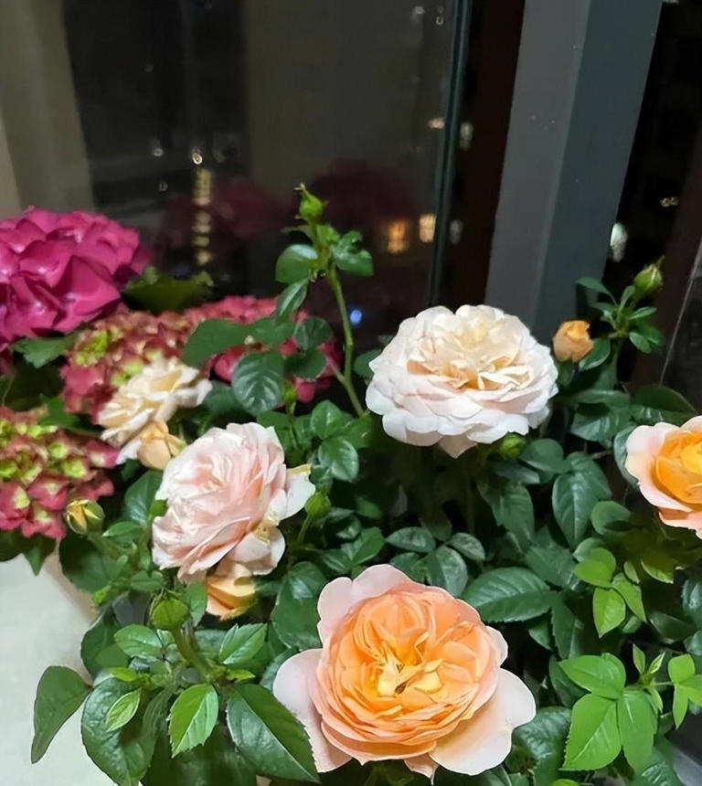 新手养花教你几个小技巧，学会了啥花都旺盛，新手来看看