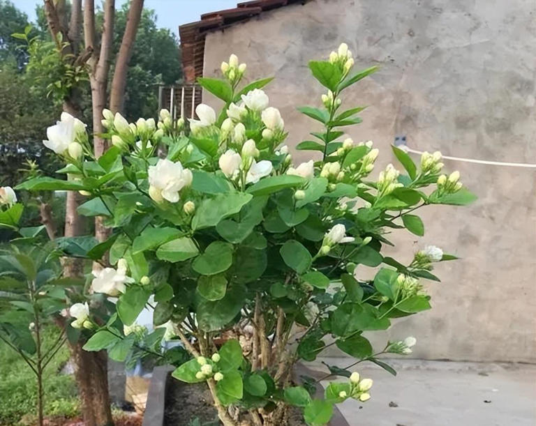 新手养花教你几个小技巧，学会了啥花都旺盛，新手来看看