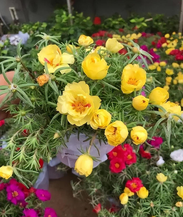 新手养花教你几个小技巧，学会了啥花都旺盛，新手来看看