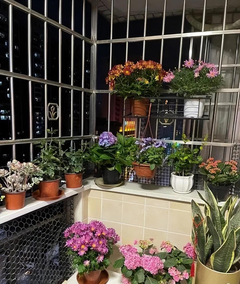 新手养花教你几个小技巧，学会了啥花都旺盛，新手来看看