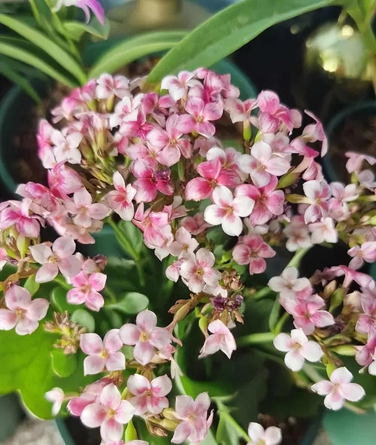 新手养花教你几个小技巧，学会了啥花都旺盛，新手来看看