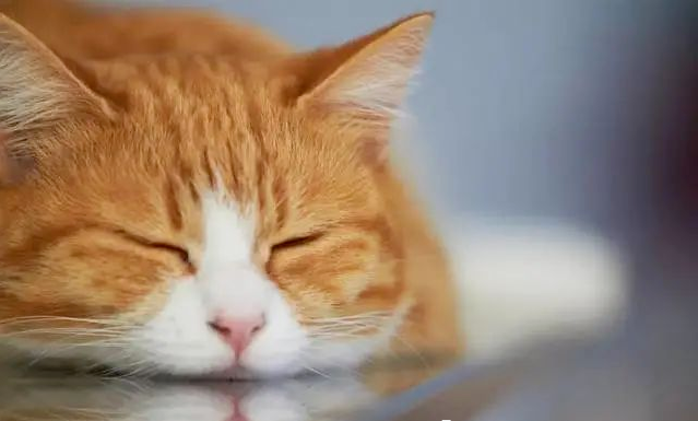 猫咪呕吐物分析（吐粮、吐黄水、吐白沫等等），应对措施