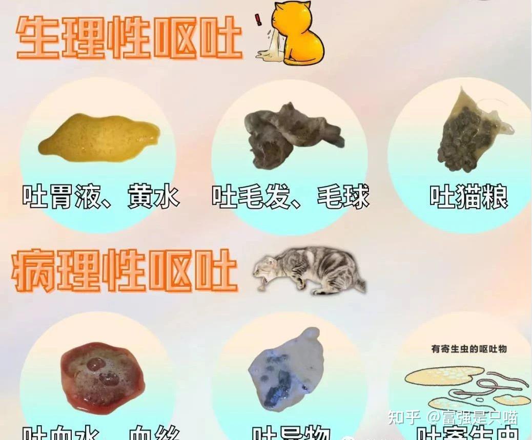猫咪吐毛和黄水？铲屎官必读的应急处理指南！
